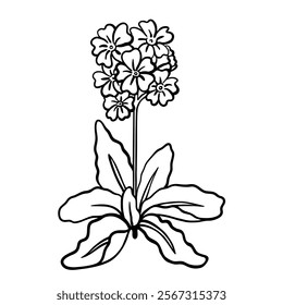 Primula or primrose black line drawing sketch isolated on white. Hand drawn outline of single flower in doodle style. Vector clipart for spring flowers and springtime illustration, floral design.