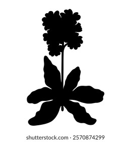 Primula or primrose flower, black silhouette isolated on white. Hand drawn single plant with stem and leaves, stencil style. Vector clipart for spring flowers illustration, floral design and print.