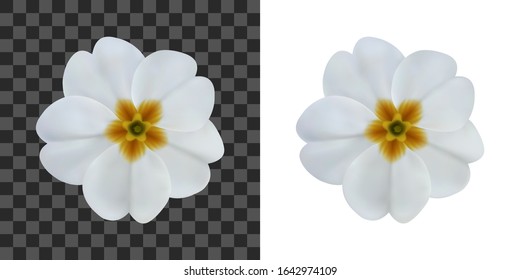 Primula, primrose flower isolated on white. To design with flowers for packaging, cards, greetings, offers, beauty industry, herbal, natural cosmetics, spa salons. Realistic vector illustration