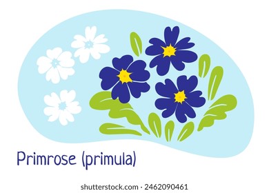 Primula. Spring flowers collection. Vector illustration isolated for seasons greeting postcard, poster, wedding invitation, web banner, spring sale advertising, gardening, holiday