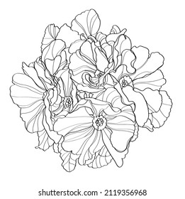 Primula vector illustration. Black and white floral vector illustration of a primrose