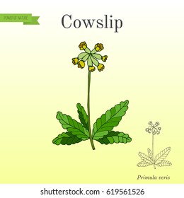 Primula Veris (common Cowslip), Medicinal Plant. Vector Illustration