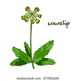 Primula Veris (cowslip, Common Cowslip), Medicinal Plant. Vector Illustration