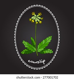 Primula Veris (cowslip, Common Cowslip), Medicinal Plant. Vector Illustration