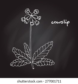 Primula Veris (cowslip, Common Cowslip), Medicinal Plant. Vector Illustration