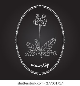 Primula Veris (cowslip, Common Cowslip), Medicinal Plant. Vector Illustration