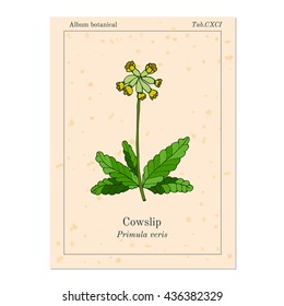 Primula Veris (cowslip, Common Cowslip), Medicinal Plant. Vector Illustration