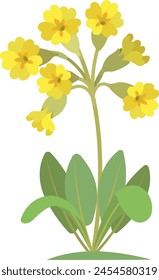 Primula veris, flowers of cowslip. Vector cartoon illustration isolated at white background.