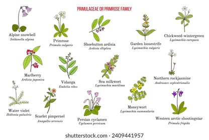 Primulacea or primrose family plants collection. Hand drawn botanical vector illustration