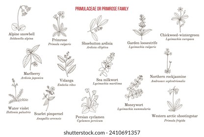 Primulacea or primrose family plants collection. Hand drawn botanical vector illustration