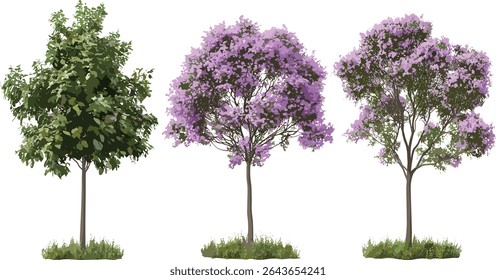 Árvore da princesa, Paulownia tomentosa, árvore da imperatriz, árvore de luva de raposa, árvores de rua isoladas, ambiente urbano verde, madeira dura de crescimento rápido, ilustração vetorial.