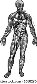 The principal muscles are seen on the left and superficial veins on the right, vintage line drawing or engraving illustration.