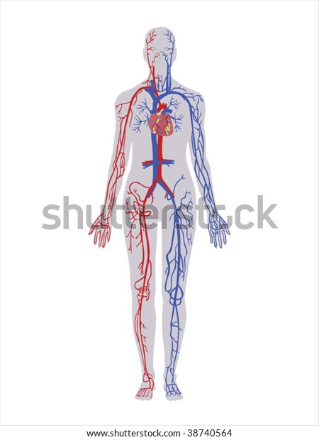 Principal Veins Arteries Vector Stock Vector Royalty Free 38740564 6491