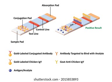 The principle of antigen test kit with lateral flow immunoassay for the qualitative detection interested antigen or analyte