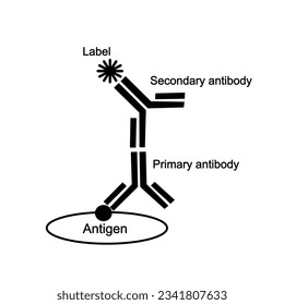 The principle of ELISA technique that shows the target antigen were bonded with primary antibody and secondary antibody (labelled with detected molecule).