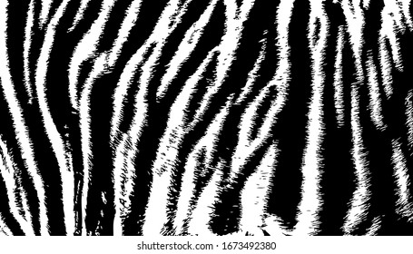 Print background texture tiger stripe black and white