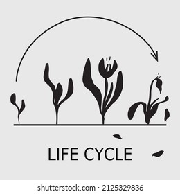 
Imprimir arte vectorial de fondo. Gráficos, ciclo de vida, etapas. Flor de tulipán del brote al secado
