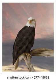 Print Bald eagle, Haliaeetus leucocephalus, in front of a sunset on Independence Day, Fourth of July