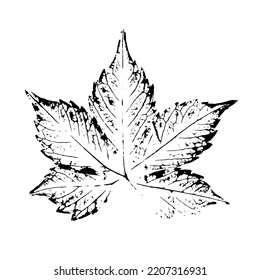 Print of black leaf, vector, isolated on white background. Parthenocissus quinquefolia five-leafed.