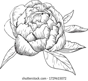 print with hand drawn contour peony