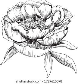 print with hand drawn contour peony