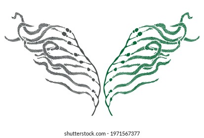 Print print of macrocystis seaweed in gray and green colors