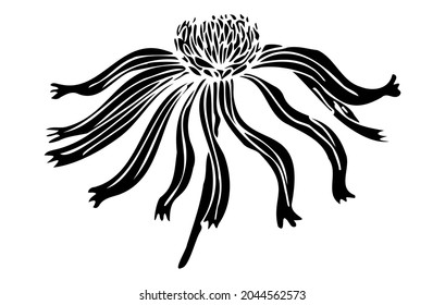 Print of the plant Echinocea purpurea on a white background