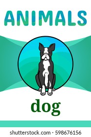 Printable animal flash card, vector illustration. Suitable for teaching children new words. Boston Terrier, dog breed, cartoon style