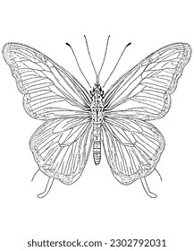 Printable Butterfly Coloring Page Intricate Line Art Illustration for Adults and Kids
