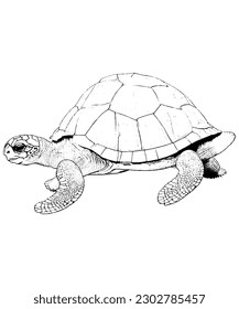 Printable Tortoise Coloring Page Detailed Line Art Illustration for Kids and Adults