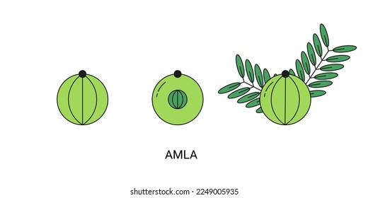 PrintAmla Exotic Fruit Icon Element for Web