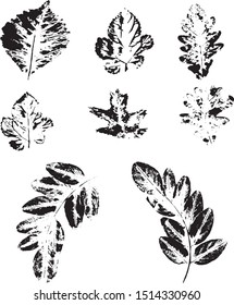 prints of real autumn leaves collected in the park