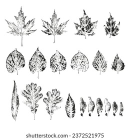 Prints of tree leaves on a white background. Black silhouettes of autumn leaves of oak, maple, birch, linden, willow. Hand drawn elements. Traced vector image.