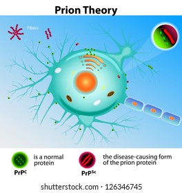 Prion Theory. Mad Cow Disease