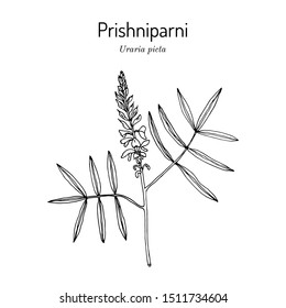 Prishniparni (uraria picta), medicinal plant. Hand drawn botanical vector illustration