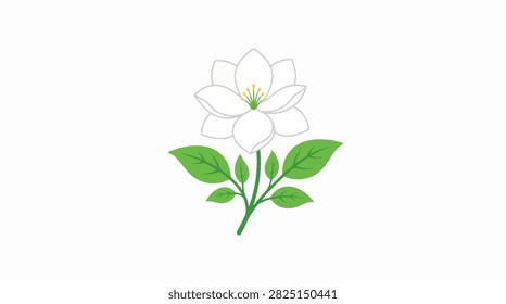 A pristine white lily flower with vibrant green leaves set against a plain background