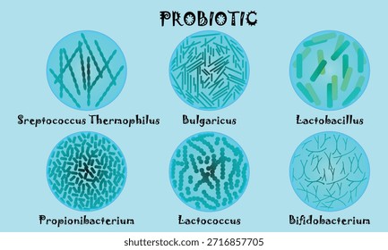 Ilustración de bacterias probióticas con microorganismos etiquetados. Ilustración educativa que muestra diferentes tipos de bacterias probióticas, incluidos Streptococcus thermophilus, Lactobacillus bulgaricus, Lactobacillus, Propionibacterium, Lactococcus y Bifidobacterium. Ideal para la salud, la nutrición, la microbiología, la educación médica y el contenido relacionado con probióticos.