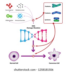 Probiotic bacteria prevent DNA damage and mutation, prevent the formation of cancer cells. Medical vector illustration