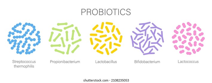 Probiotic bacteria set in circle. Gut microbiota with healthy prebiotic bacillus. Lactobacillus, streptococcus, bifidobacteria and other microorganisms for biotechnology.