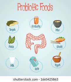 Probiotic Foods Hand Drawn Vector Illustration