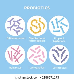 Probiotics bacteria set. Gut microbiota with healthy prebiotic bacillus. Lactobacillus, streptococcus, bifidobacteria and other microorganisms for biotechnology. Flat vector illustration.