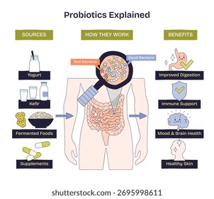 Probióticos explicados, uma visão geral da saúde intestinal mostrando intestinos sob uma lupa com bactérias boas e más, além de fontes e benefícios resumidos. Desenhar diagrama de estilo