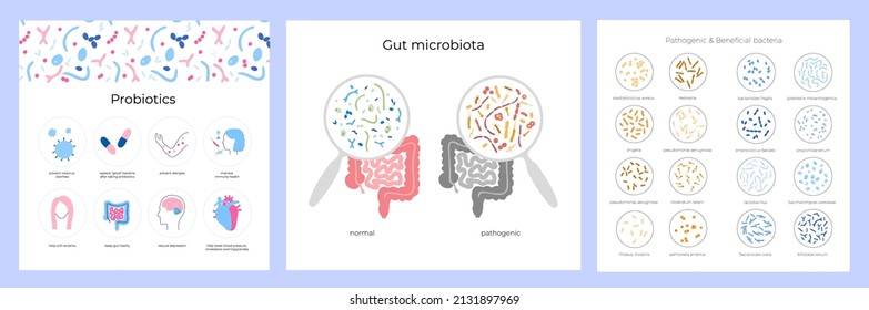 Probióticos y concepto de salud gastrointestinal. Bacteria y microorganismos de bien más comunes. Alimentos saludables, microbiota intestinal humana. Conjunto de ilustraciones aisladas del vector de infografía médica.