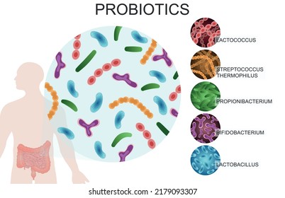 Probiotics. Good bacteria and microorganisms for human health. Microscopic probiotics, good bacterial flora. Medical vector illustration.