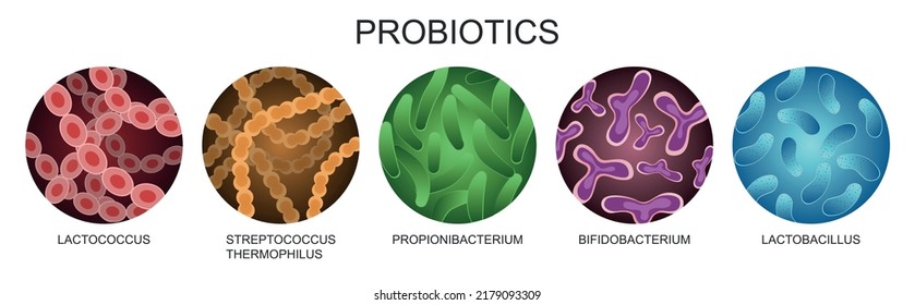 Probiotics. Good bacteria and microorganisms for human health. Microscopic probiotics, good bacterial flora. Medical vector illustration.