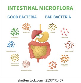 Probiotics infographics cartoon set with editable text and icons of good and bad bacterias surrounding stomach vector illustration