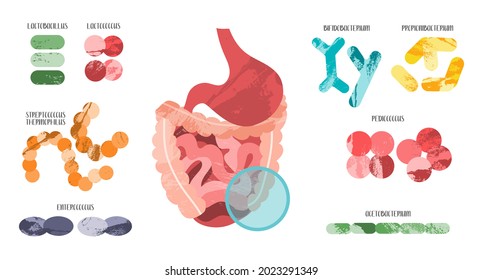 Probiotics. Lactic acid bacteria. Good microorganism for stomach, gut, intestinal flora health. Microbiome. Bifidobacterium, lactobacillus, lactococcus, thermophilus streptococcus. Vector flat cartoon