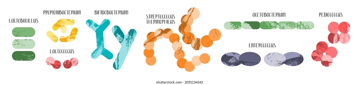 Probiotics. Lactic acid bacteria. Good microorganisms for gut and intestinal flora health. Microflora. Microbiome. Bifidobacterium, lactobacillus,  lactococcus, thermophilus streptococcus. Vector set