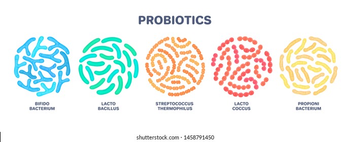 Probiotics. Lactic acid bacterium. Bifidobacterium, lactobacillus, streptococcus thermophilus, lactococcus, propionibacterium Microbiome. Microbiota. Bacteriology. Gastrointestinal health. Vector