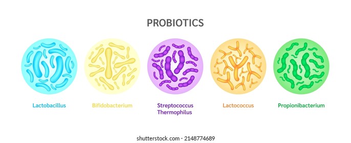 Probiotics lactic acid bacterium cells. Bifidobacterium, lactobacillus, streptococcus thermophilus, lactococcus, propionibacterium. Digestion healthcare concept. On blue background vector.